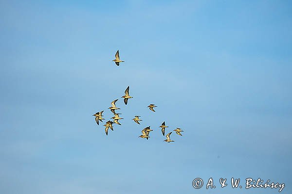 Bataliony, Calidris pugnax