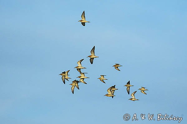 Bataliony, Calidris pugnax