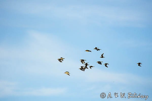 Bataliony, Calidris pugnax