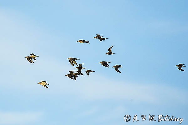 Bataliony, Calidris pugnax