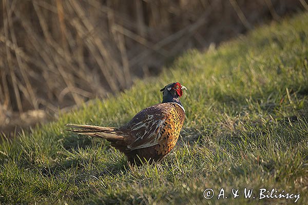 Bażant, samiec , Phasianus colchicus