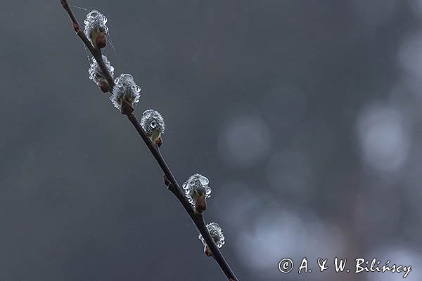 Wiosenne kotki, bazie, Wierzba iwa, Salix caprea