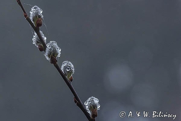 Wiosenne kotki, bazie, Wierzba iwa, Salix caprea