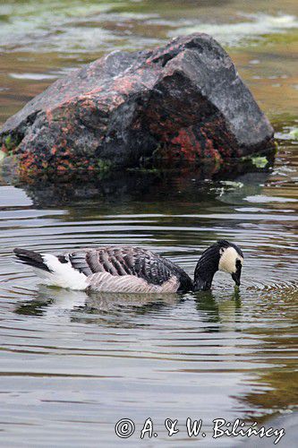 bernikla białolica, Branta leucopsis