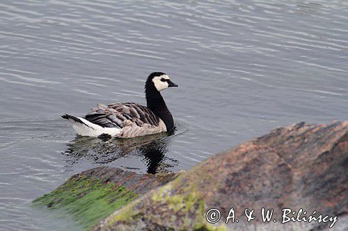 bernikla białolica, Branta leucopsis