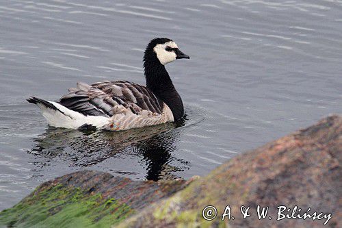 bernikla białolica, Branta leucopsis