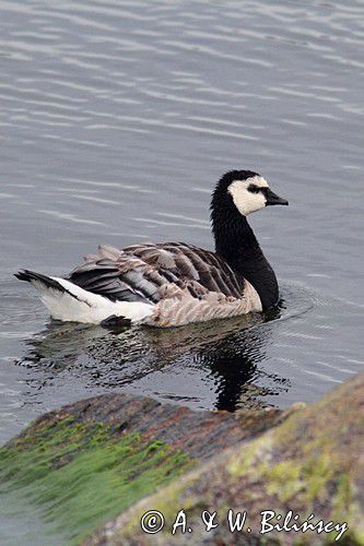 bernikla białolica, Branta leucopsis