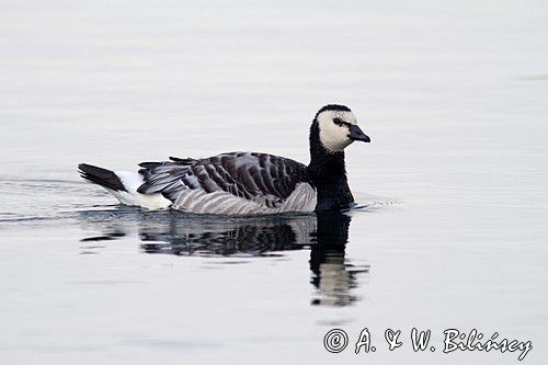 bernikla białolica, Branta leucopsis