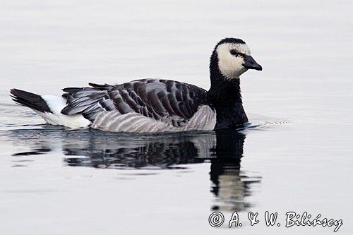 bernikla białolica, Branta leucopsis