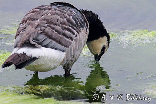 bernikla białolica, Branta leucopsis