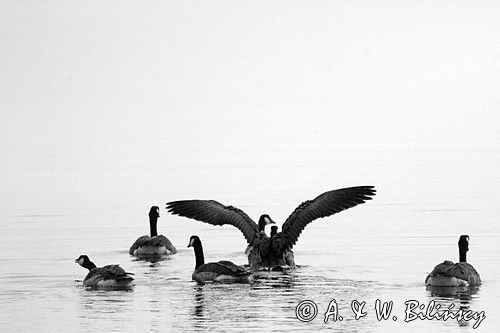 Bernikla kanadyjska, Branta canadensis