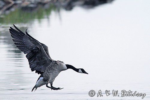 Bernikla kanadyjska, Branta canadensis