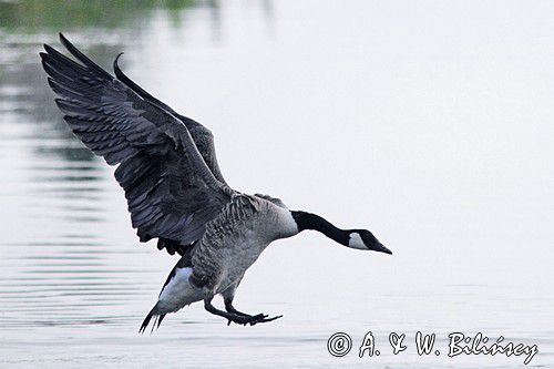 Bernikla kanadyjska, Branta canadensis