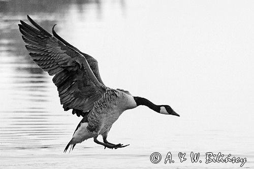 Bernikla kanadyjska, Branta canadensis