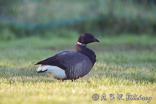 Bernikla obrożna, Branta bernicla