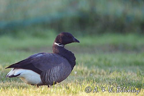 Bernikla obrożna, Branta bernicla