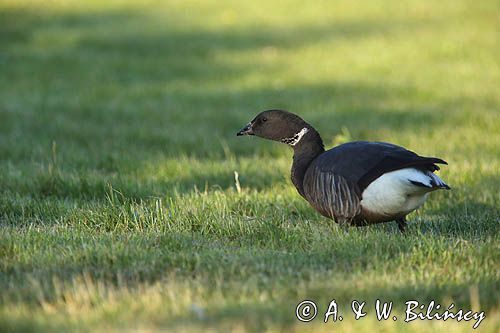 Bernikla obrożna, Branta bernicla