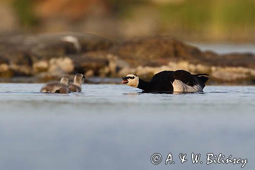 bernikla białolica, Branta leucopsis, z pisklętami