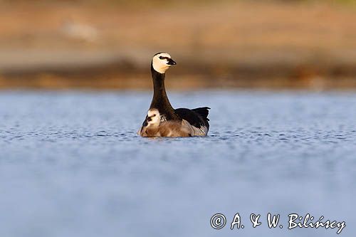 bernikla białolica, Branta leucopsis