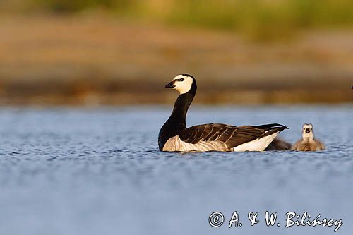 bernikla białolica, Branta leucopsis, z pisklętami