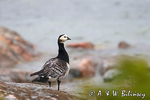 bernikla białolica, Branta leucopsis