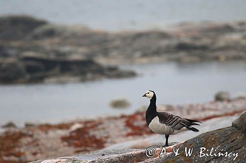 bernikla białolica, Branta leucopsis