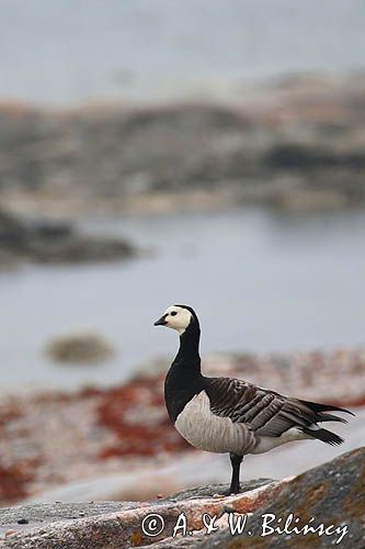 bernikla białolica, Branta leucopsis