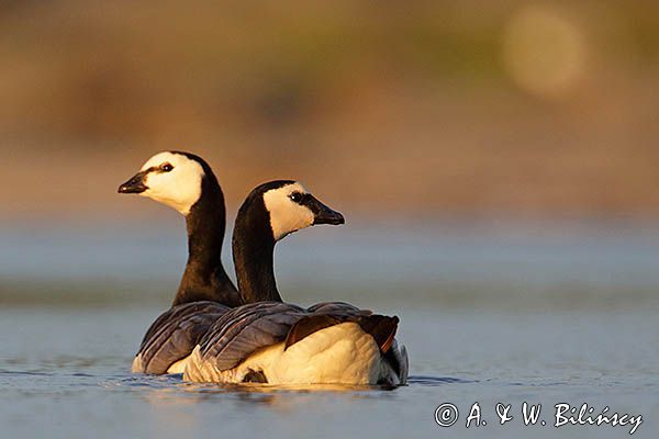 bernikla białolica, Branta leucopsis, para