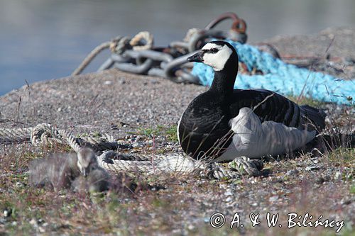 bernikla białolica z pisklakami, Branta leucopsis