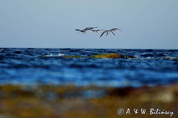 bernikle obrożne, Branta bernicla