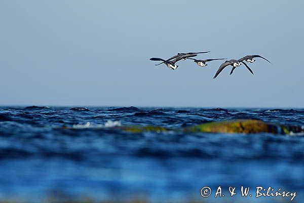 bernikle obrożne, Branta bernicla