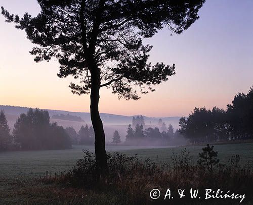 Beskid Sądecki, sosna