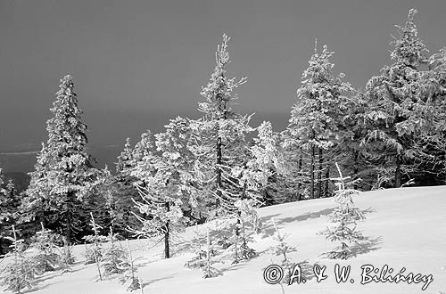 ośnieżone drzewa, Beskid Śląski