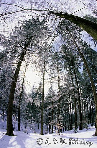 zimowy las pod słońce, Beskid Śląski