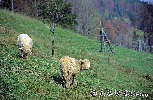 Beskid Śląski, owce