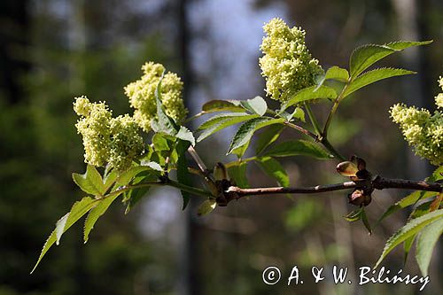 dziki bez koralowy, Sambucus racemosa