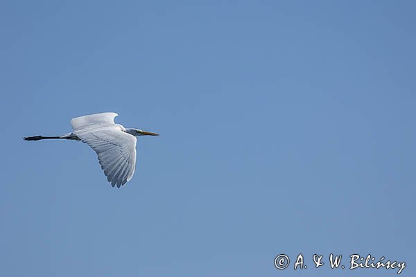 Czapla biała, Casmerodius albus, Ardea alba, Egretta alba