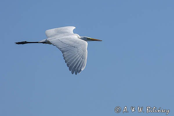 Czapla biała, Casmerodius albus, Ardea alba, Egretta alba