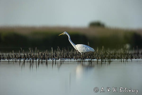 Czapla biała, Casmerodius albus, Ardea alba, Egretta alba