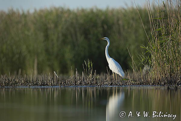 Czapla biała, Casmerodius albus, Ardea alba, Egretta alba