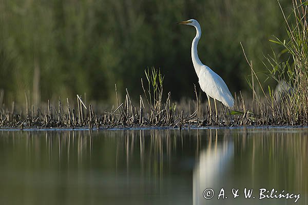 Czapla biała, Casmerodius albus, Ardea alba, Egretta alba