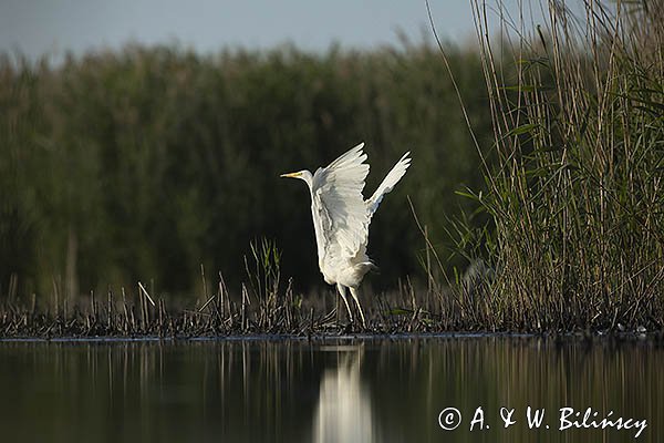 Czapla biała, Casmerodius albus, Ardea alba, Egretta alba