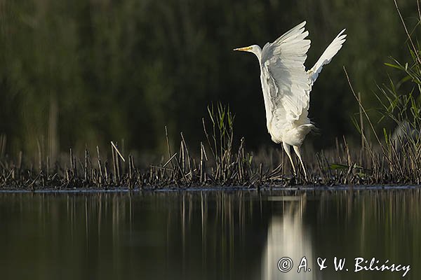 Czapla biała, Casmerodius albus, Ardea alba, Egretta alba