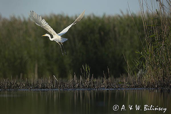 Czapla biała, Casmerodius albus, Ardea alba, Egretta alba