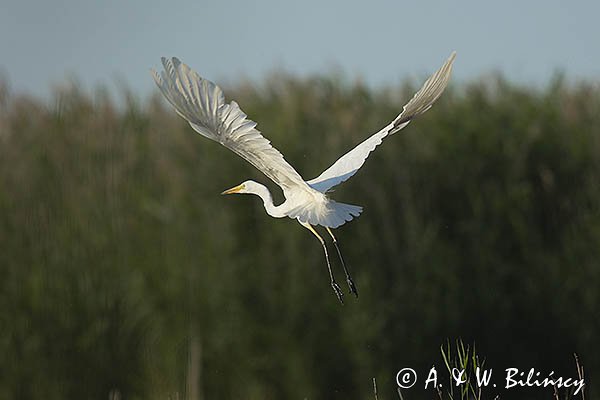 Czapla biała, Casmerodius albus, Ardea alba, Egretta alba