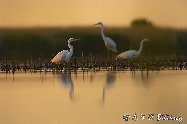 Czapla biała, Casmerodius albus, Ardea alba, Egretta alba