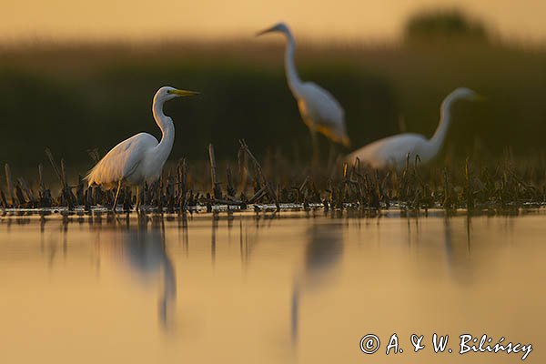 Czapla biała, Casmerodius albus, Ardea alba, Egretta alba