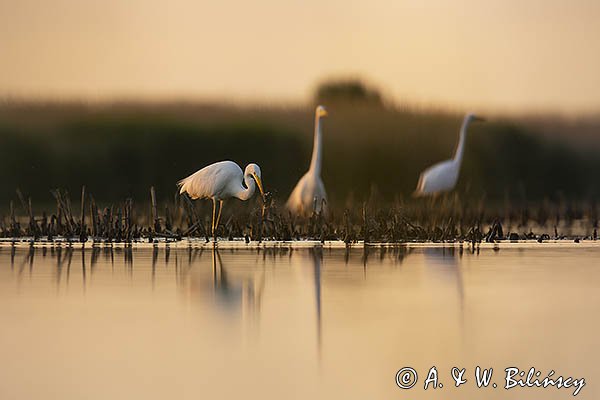 Czapla biała, Casmerodius albus, Ardea alba, Egretta alba