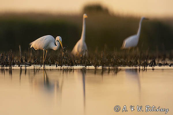 Czapla biała, Casmerodius albus, Ardea alba, Egretta alba