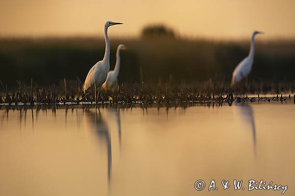 Czapla biała, Casmerodius albus, Ardea alba, Egretta alba